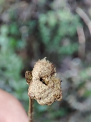 Andricus quercusramuli