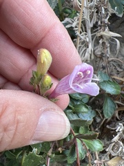 Penstemon richardsonii