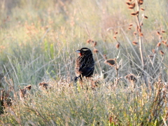 Leistes superciliaris