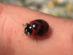 Coccinella monticola