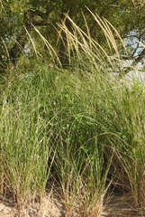 Ammophila breviligulata