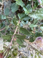 Penstemon richardsonii