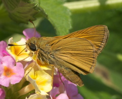 Atalopedes campestris