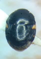 Thyreocoridae