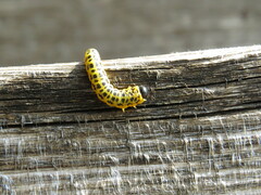 Macremphytus testaceus