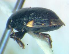 Thyreocoridae