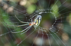 Leucauge argyra