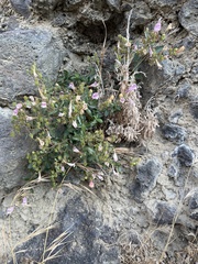 Penstemon richardsonii