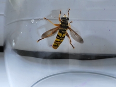 Milesia virginiensis