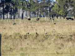 Leistes superciliaris