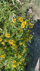 Bidens cernua