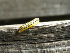 Macremphytus testaceus