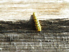 Macremphytus testaceus