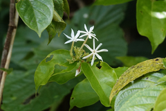 Jasminum
