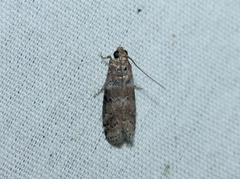 Sciota rubrisparsella