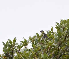 Fringilla coelebs maderensis