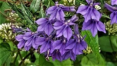Lobelia amoena