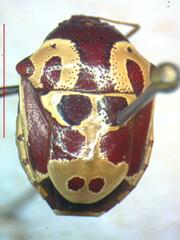 Pentatomidae