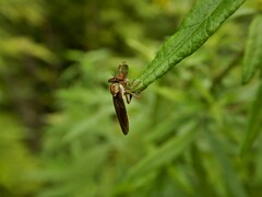 Holcocephala