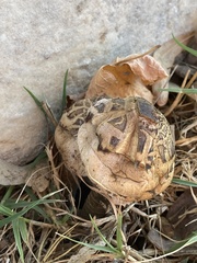 Chlorophyllum brunneum