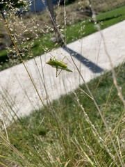 Tettigoniidae