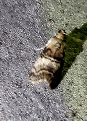 Pococera asperatella