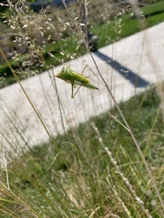 Tettigoniidae