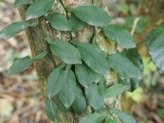 Pothos chinensis