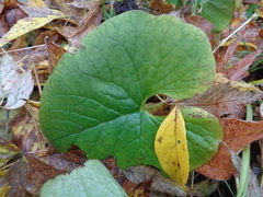 Brunnera sibirica
