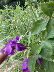 Fridericia