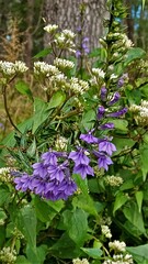Lobelia amoena