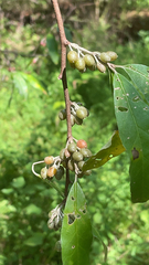 Elaeagnus umbellata