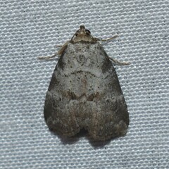 Hyperstrotia pervertens