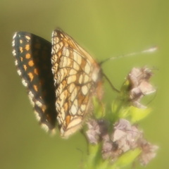 Melitaea