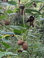 Dioscorea polystachya