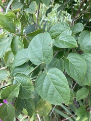 Fridericia