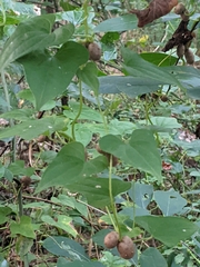 Dioscorea polystachya