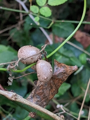 Dioscorea polystachya