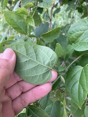 Fridericia