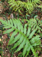 Woodwardia areolata