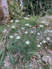 Anthemis cotula