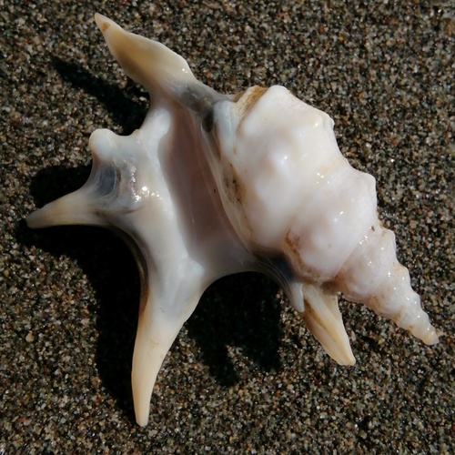 Pelican's-foot