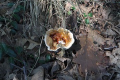 Ganoderma