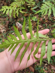 Woodwardia areolata