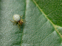 Araniella