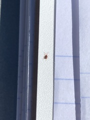 Trombidiformes
