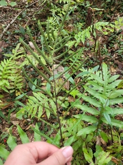 Woodwardia areolata