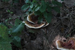 Ganoderma