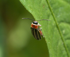 Disonycha glabrata
