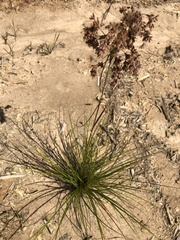 Eleocharis obtusa